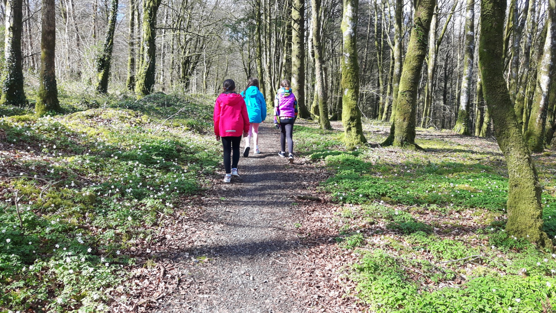 Forest Walks